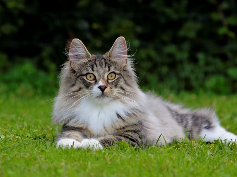 Confident and independent, Norwegian Forest Cats are rarely intimidated by dogs. Their self-assured nature allows them to establish boundaries while still developing friendly interspecies relationships.