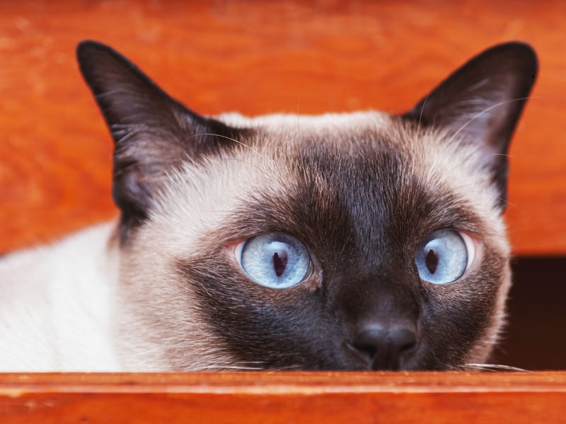 Extremely social and people-oriented, Tonkinese cats dislike being lonely. They frequently welcome companionship from dogs and often engage in games, exploration, and family activities together.
