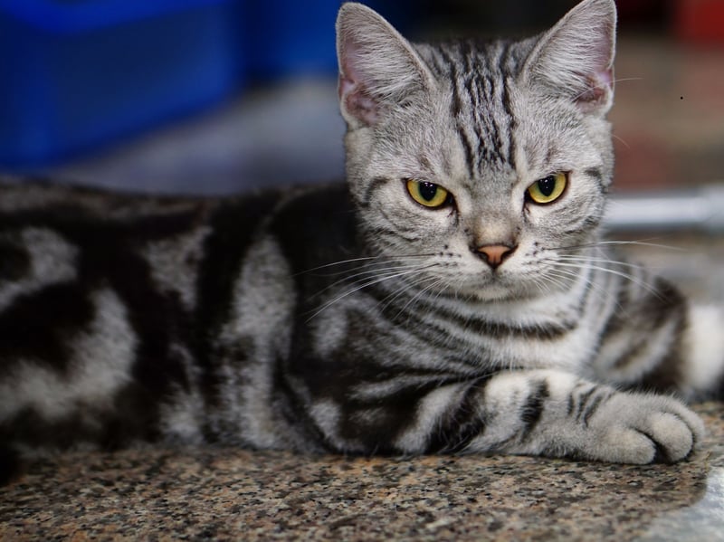 Balanced and adaptable, American Shorthairs are known for their stable temperament. They generally handle change well and can comfortably share living space with calm, properly trained dogs.