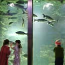 Enjoying the wonders of Galway Atlantaquaria during the programme launch for Baboró International Arts Festival for Children. The programme was officially launched in Ground and Co, Salthill.  Baboró will run from October 9-18.