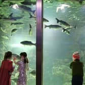 Enjoying the wonders of Galway Atlantaquaria during the programme launch for Baboró International Arts Festival for Children. The programme was officially launched in Ground and Co, Salthill.  Baboró will run from October 9-18.
