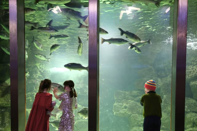 Enjoying the wonders of Galway Atlantaquaria during the programme launch for Baboró International Arts Festival for Children. The programme was officially launched in Ground and Co, Salthill. Baboró will run from October 9-18.