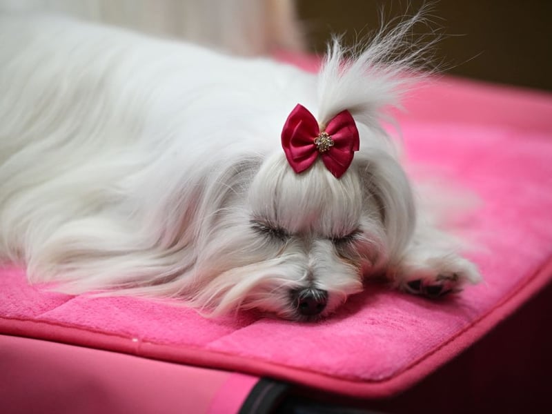 Taking the top spot as the best dog breed to have in your bed are Maltese pooches, with their small size and lack of shedding and drooling, are officially the perfect dogs to nap with.
