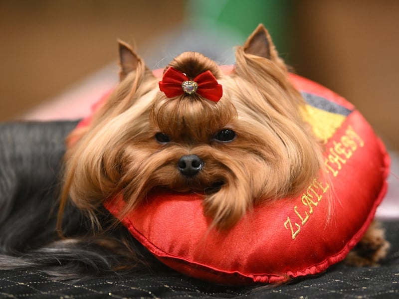 The Yorkshire Terrier scored well in all categories, only missing out on top spot because they can be slightly too energetic for long lies on a Sunday.