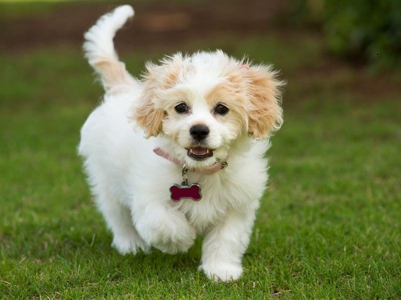 Tying with the Cockapoo in third place are another crossbreed - the Cavachons (a mixture of Cavalier King Charles Spaniel and Bichon Frise). They have fairly high energy levels but a quick walk around the block before bedtime should make sure they sleep through.