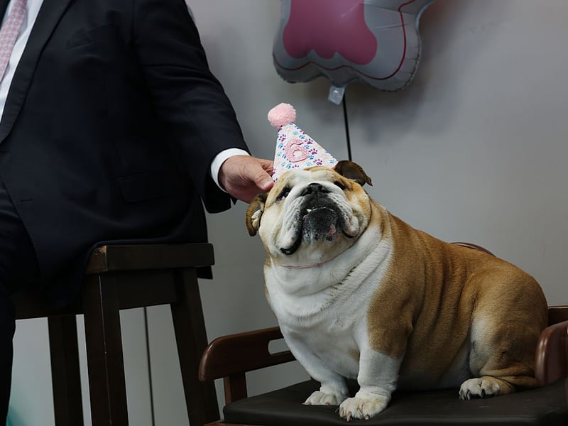 A surprise entry in the list of best dogs to share a bed with is the English Bulldog. With low amounts of shedding, barking and a very relaxed temperament, according to the research these pups actually make pretty great sleeping companions – but do watch out for the drool. 
