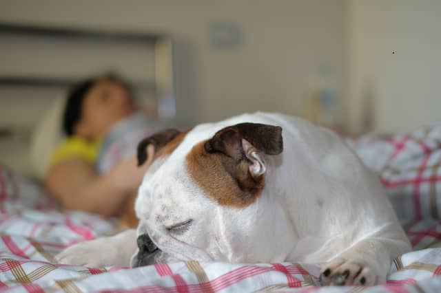 Some dogs are a dream to sleep next to.