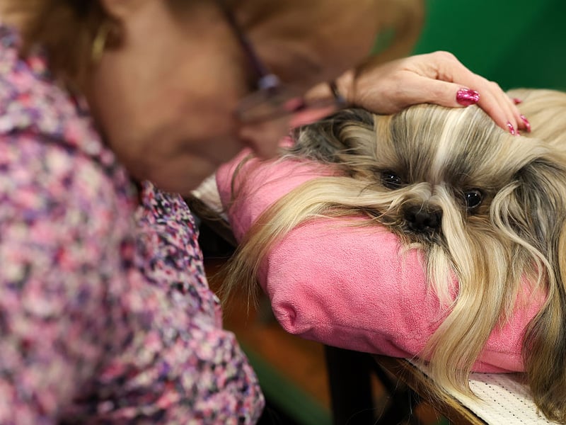 The Shih Tzu tends to be an excellent bed buddy - having beed bred to be lapdogs in their native China. Some of these cute characters do have a tendency to bark though, so expect to be occasionally woken if they hear something outside.