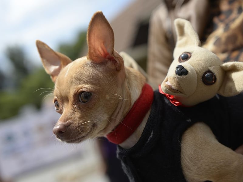 If space is at a premium then you can't get a better sleeping partner than the Chihuahua - the world's smallest dog. These dogs are packed with character and love staying close to their beloved owners all the time. 