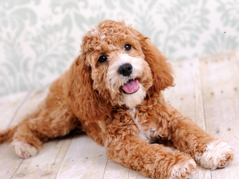 One of the most popular dog breeds in recent years, Cockapoos (a mixture of cocker spaniels and miniature poodles), are the equal third best dogs to have in your bed. They lose a couple of points for their relatively big size, but otherwise have all the right attributes to be a great bedfellow.