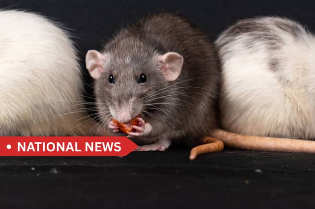 Homeowners are urged to be on the lookout for early signs of rats and take steps to prevent an infestation