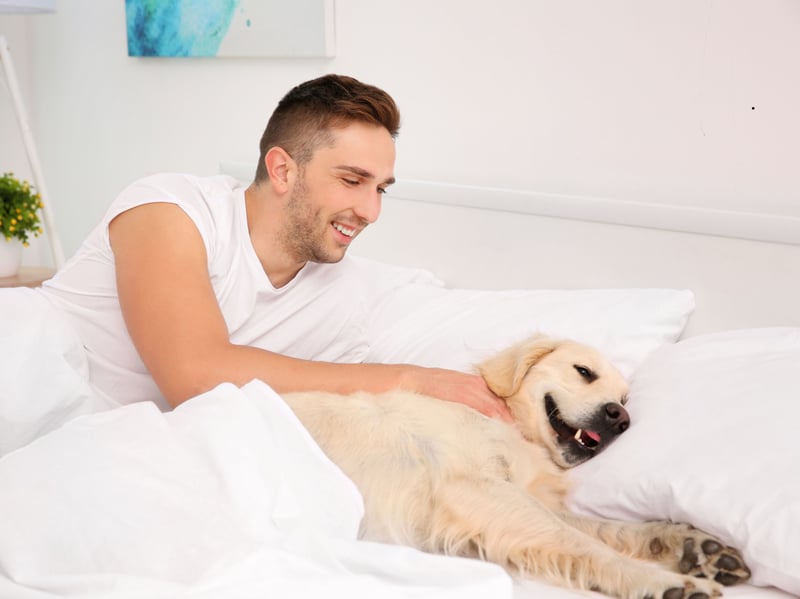 The first controversial entry on this list is the Labrador Retriever - the world's most popular dog. They may be supremely cuddly and loving but they shed lots of fur and also have a tendency to be quite energetic.