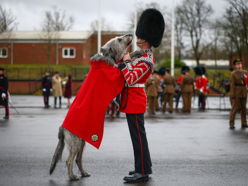 If anything the leggy Irish Wolfhound takes up even more room than the Great Dane. They also shed and have moderate energy levels.