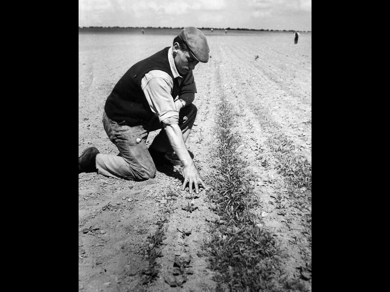 Kneeling down in flat cap and sleeveless jumper, a agricultural worker closely inspects neat lines of young beet at Grange Farm in Upton Magna on 22 May 1964. The snapshot demonstrates the impressive results of four-inch band weed control carried out on the land farmed by Mr John Muir. Capturing a quiet moment of scientific precision in Shropshire’s thriving agricultural sector, the photograph highlights how modern farming techniques were transforming crop management across the county's countryside during the mid-1960s. Do you remember the farming methods used across Shropshire in the 1960s, or did you ever work the land around Upton Magna during sugar beet season?