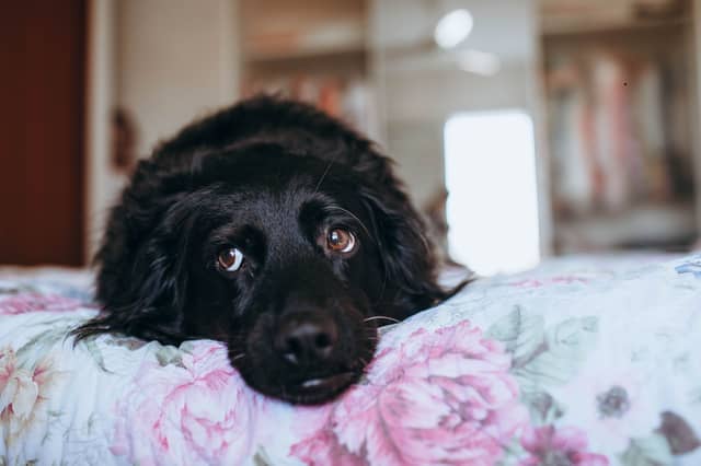 Good luck getting a peaceful night's sleep with a Labrador in your bed.