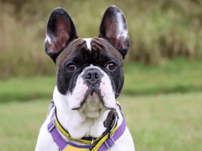 Lewy is ready to find a family and home to call his own! He’d be best matched with a family who are happy to start basic training and provide plenty of companionship. He can be a little worried with noises so a calm home set up with older teens would be best. Lewy can live with another doggy friend or can meet up with pals when out on walks.