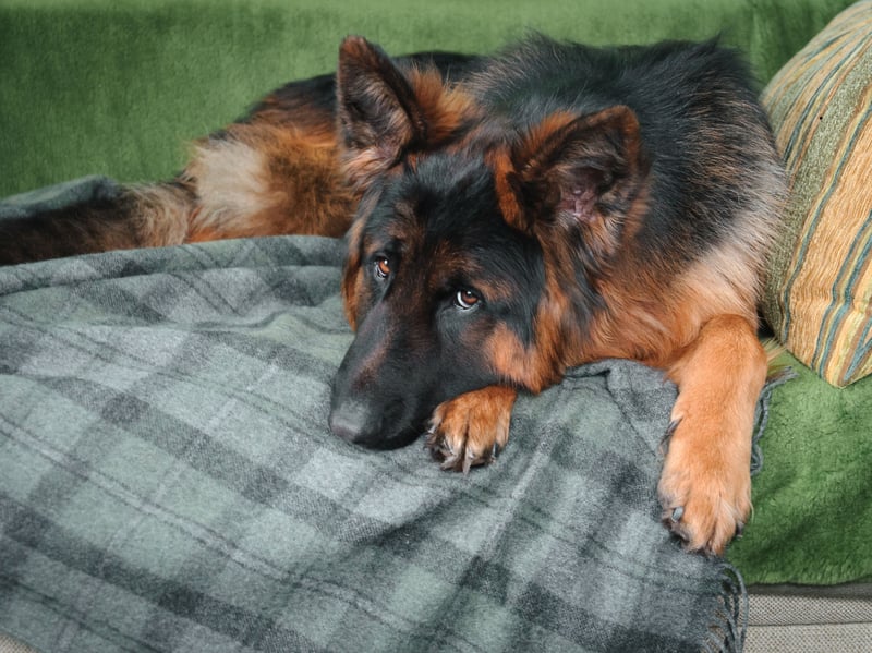 Naturally alert guard dogs, the German Shepherd is also a big shedder, and would be happier protecting you from outside the bedroom door rather than in your bed.
