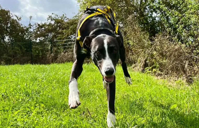 Ready to find his forever family is Gus. An adorable snuggle bug who won’t pass on an opportunity for extra pets and back scratches. He’s great with people loving soaking up all the attention and will be fine to live with young children. He will need to be the only pooch in the home as confidence around other dogs needs some further work.