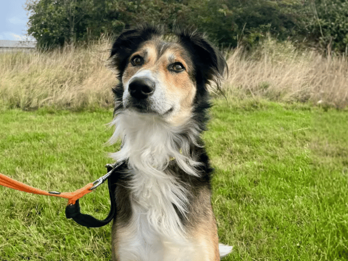 Archie is a friendly, affectionate boy who loves his people! He enjoys walks and exploring new places. After his adventures he will happily settling down for a cosy snooze. He is looking for a calm, supportive family who will help him adjust to a new life. Archie enjoys meeting people and is happy to say hello.