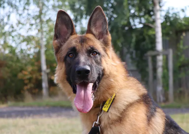 Looking for a family who are a super lovers of his breed is The General! He’ll thrive with ‘Shepherdy’ people who can provide him with plenty of attention that he adores. The General does need his training continuing in the home. This will include house training and leaving hours, calm greetings with people and keeping up social skills with other dogs.