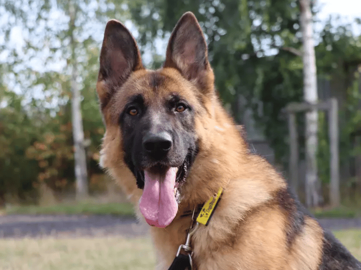 Looking for a family who are a super lovers of his breed is The General! He’ll thrive with ‘Shepherdy’ people who can provide him with plenty of attention that he adores. The General does need his training continuing in the home. This will include house training and leaving hours, calm greetings with people and keeping up social skills with other dogs.