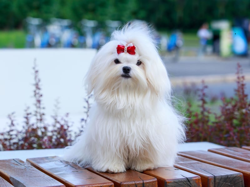 Maltese dogs tend to be calm and affectionate companions that usually chose harmony overaggression. Their gentle temperament and desire for closeness often lead them to form trusting and loving relationships with indoor cats.