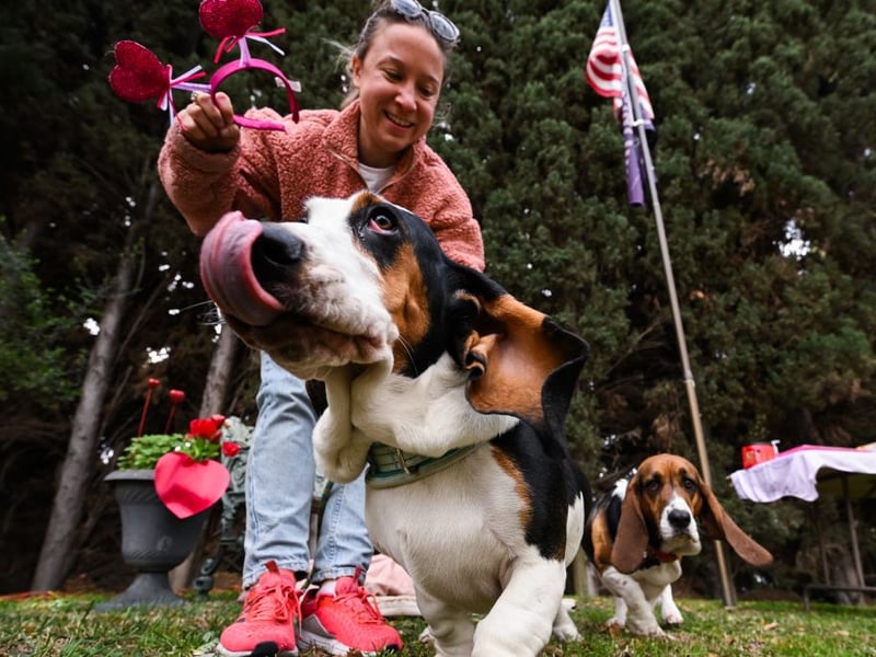 Basset Hounds are loyal, patient, and very tolerant of other humans and animals. A combination of this breed's easy-going nature and laziness means they are more likely to cuddle up to a cat than chase one.