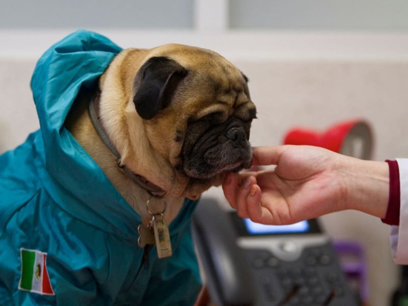Pugs are incredibly loving to pretty much anybody they meet - human or feline. They hate being left alone so a feline playmate might be just the thing to manage their separation anxiety. 