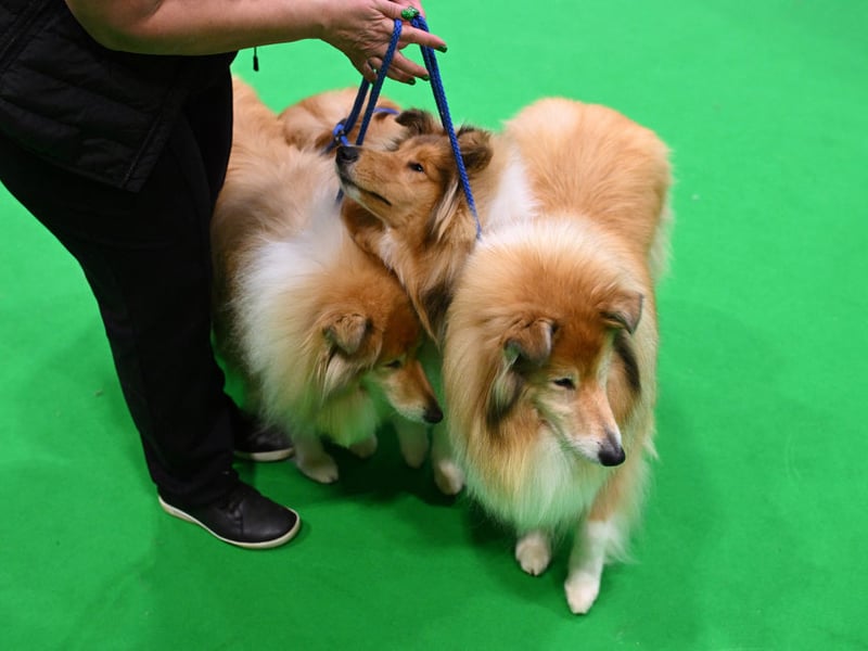 Collies have been bred to herd livestock so naturally get on well with other animals. Famous for loving children, this affection can often extend to cats.