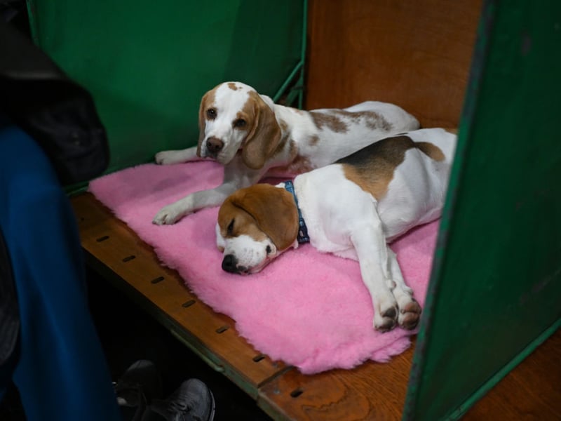 Bred to hunt in groups, Beagles have a natural affinity to being in a gang of animals. Traditionally that may have been other dogs, they are just as likely to see a cat as being another member of the pack. 