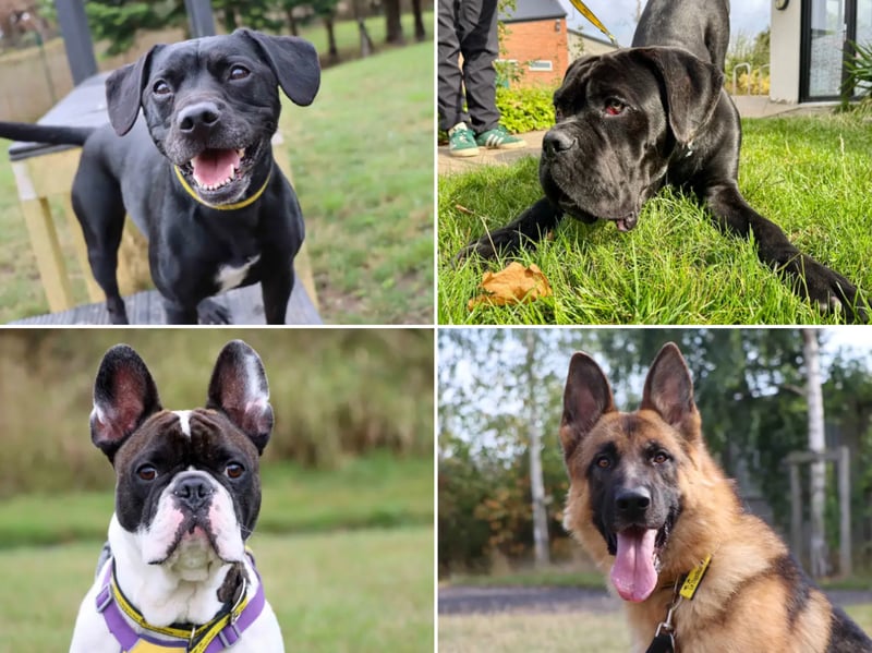 All these dogs are searching for their forever homes.