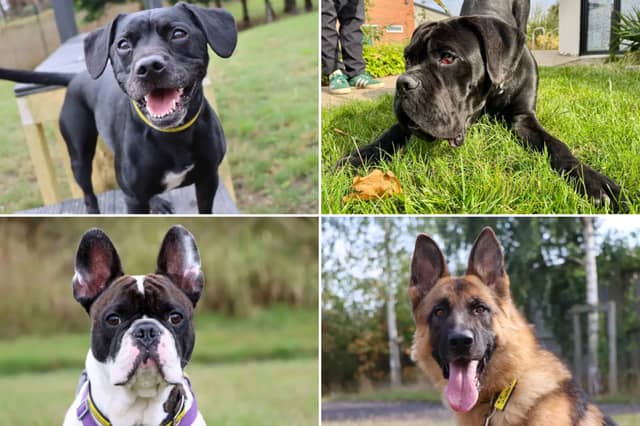 All these dogs are searching for their forever homes.