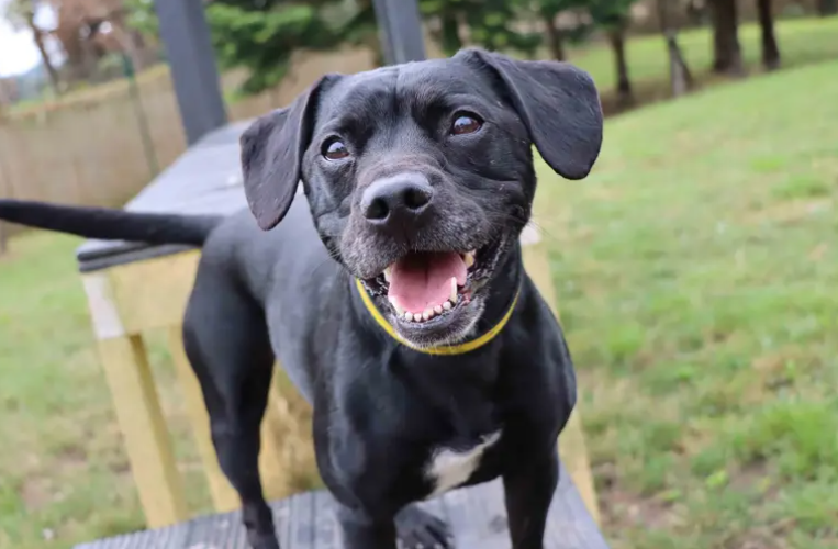 Claude is looking for a calm, child- and pet-free home where he can take things at his own pace and build his confidence. He can take a little time to make friends, but patience and tasty treats will go a long way, and the rewards are certainly worth it! A secure garden will be needed, along with access to quieter, less dog-populated walking areas where he can explore at ease and use his super snoot to find all the sniffs.