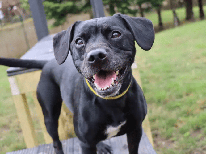 Claude is looking for a calm, child- and pet-free home where he can take things at his own pace and build his confidence. He can take a little time to make friends, but patience and tasty treats will go a long way, and the rewards are certainly worth it! A secure garden will be needed, along with access to quieter, less dog-populated walking areas where he can explore at ease and use his super snoot to find all the sniffs.