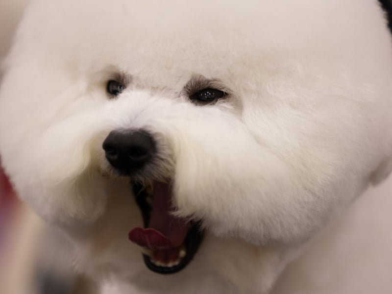 Bichon Frises are incredibly happy and energetic dogs that want to be friends with anybody. The only problem you might have is that a cat could find your pup a little too friendly when it wants some alone time.