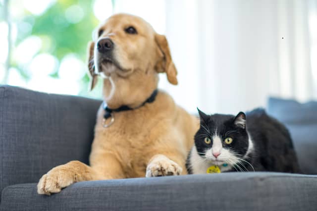 Dogs and cats can be best pals.