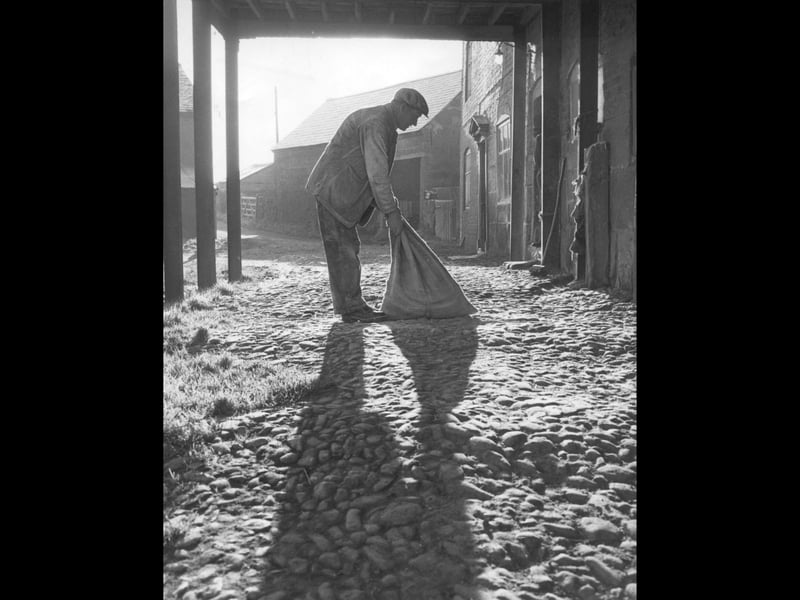 Framed by low winter light, miller Chris Narburgh lifts a heavy sack across the cobble-stoned courtyard of the old mill at Milford, Baschurch. Date-stamped January 11, 1961, this atmospheric scene captures a peaceful moment of honest, everyday labour in the heart of the Shropshire countryside—a timeless glimpse into a traditional way of life that once powered local communities. Do you have personal memories of visiting old working mills, or do you remember local figures like Chris Narburgh from around Baschurch?
