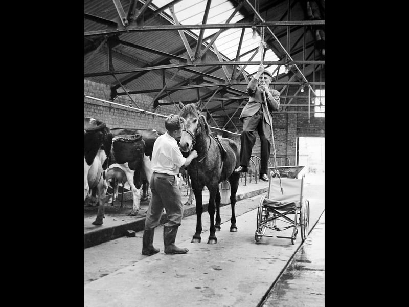 Just eight months after breaking his back in a disastrous accident at Aintree, Tim Brookshaw was determined to get back on a horse. This photograph, taken at Tern Hill in August 1964, shows him using a rope to hoist himself from his wheelchair into the saddle. Tim went on to ride regularly again, often travelling around his farm on a pony. The photograph, taken by John Rea, captures an extraordinary moment of determination and courage. Do you remember Tim Brookshaw or his farm at Tern Hill? Do you remember hearing about his remarkable return to riding?