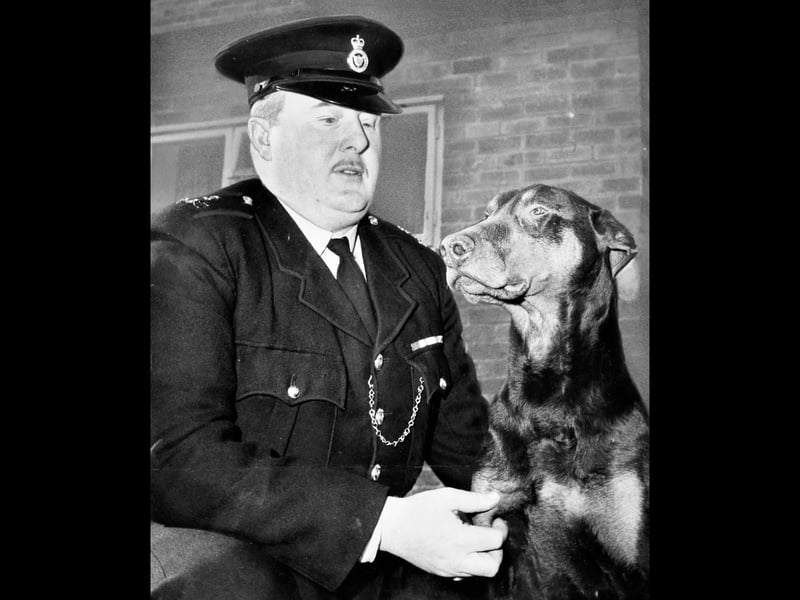 Police Constable Bob Roberts, of Knockin, is pictured with police dog Taxel on February 7, 1962. A dog handler with the local police, Bob was later awarded the George Medal in recognition of his bravery. The photograph captures a familiar sight from the era, when specially trained police dogs played an important role alongside their handlers. Do you remember PC Bob Roberts or police dog Taxel? Do you remember seeing police dog handlers around Shropshire in the 1960s?