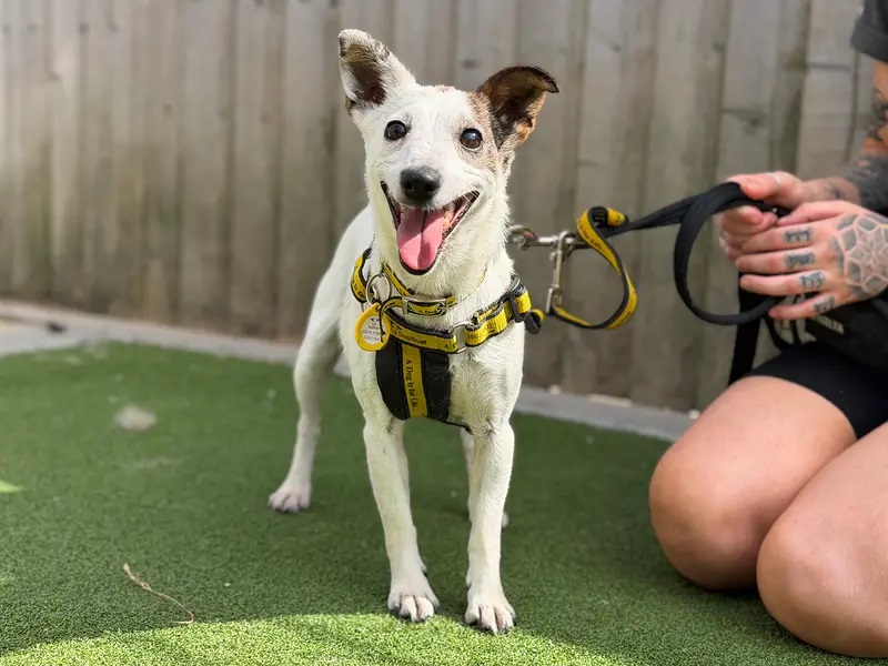 If you like little dogs with BIG personalities then you will love Maisie! She’s a super fun and friendly eight-year-old Jack Russell Terrier who loves people. She will be a perfect addition to a less active household with people who are looking for some gentle company. She can be a little noise sensitive, so sharing with young children or other pets wouldn't suit her.