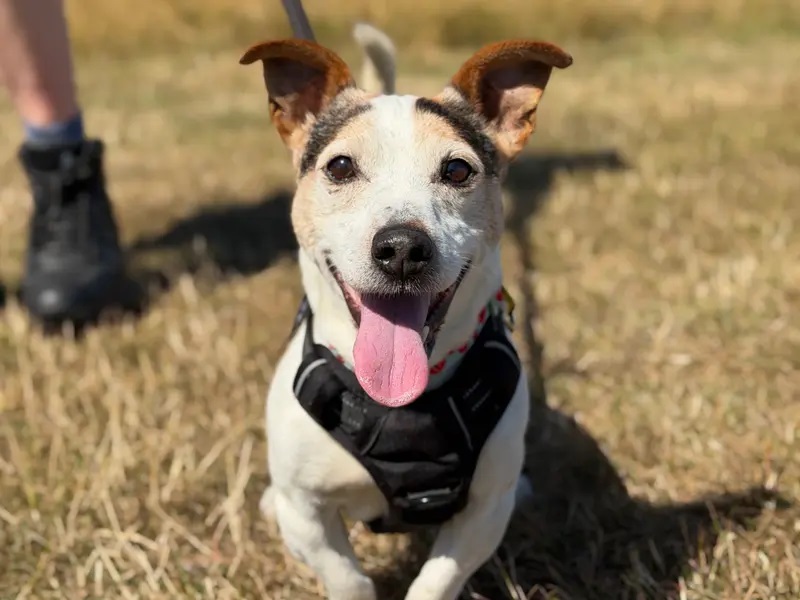 11 year old Bobbie is a lovely little Jack Russell who adores being around people, because of this he would like you to be around most of the day while he settles into his new life. He likes having access to a garden, his favourite game is fetch and he walks really well on a lead! He would suit a calm home, with adults only and the opportunity for quiet walks.