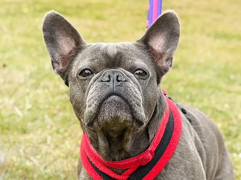 Coco is a sweet, affectionate & energetic 5 yr old Frenchie who’s looking for a forever home with people who are patient and caring so she can let her personality flourish!