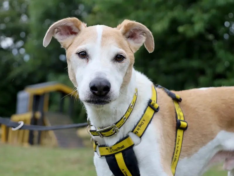 Bono is a super handsome 11yr old Lurcher who absolutely adores people! He's friendly with humans and dogs alike and will be a wonderful addition to most homes. He'll be fine with younger kids as long as they understand when he wants to relax and snooze. He is also friendly with other dogs and could potentially share with a similar, relaxed and calm doggy friend.