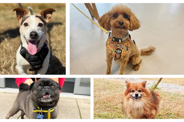 These dogs are seeking a forever home.