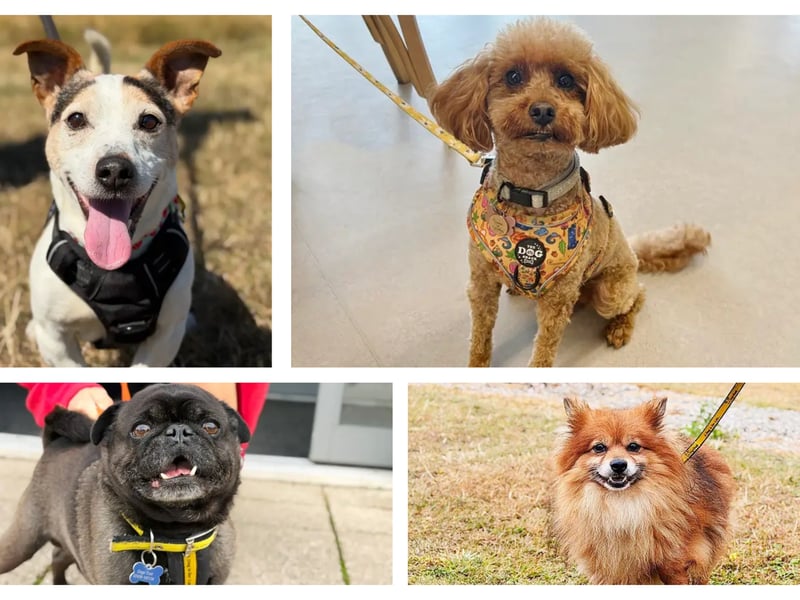 These dogs are seeking a forever home.