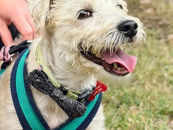Teddy is a super sweet and friendly seven-year-old Terrier Crossbreed who is looking for a calm and quiet home where he can relax. He is quite an anxious lad and needs a peaceful life so would need his home to be in a quiet location with no other pets or children, although older quieter teens could be considered.