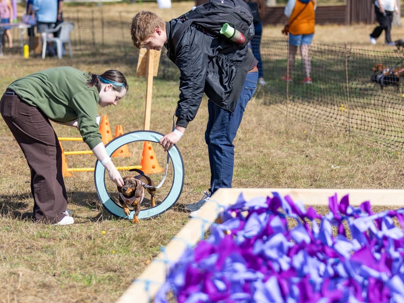 One dog get put through his paces at Hampshire Dachs-Fest 2026 