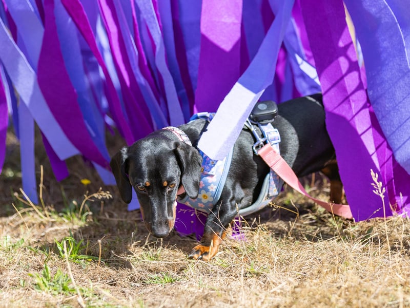 Hampshire Dachs-Fest 2026 