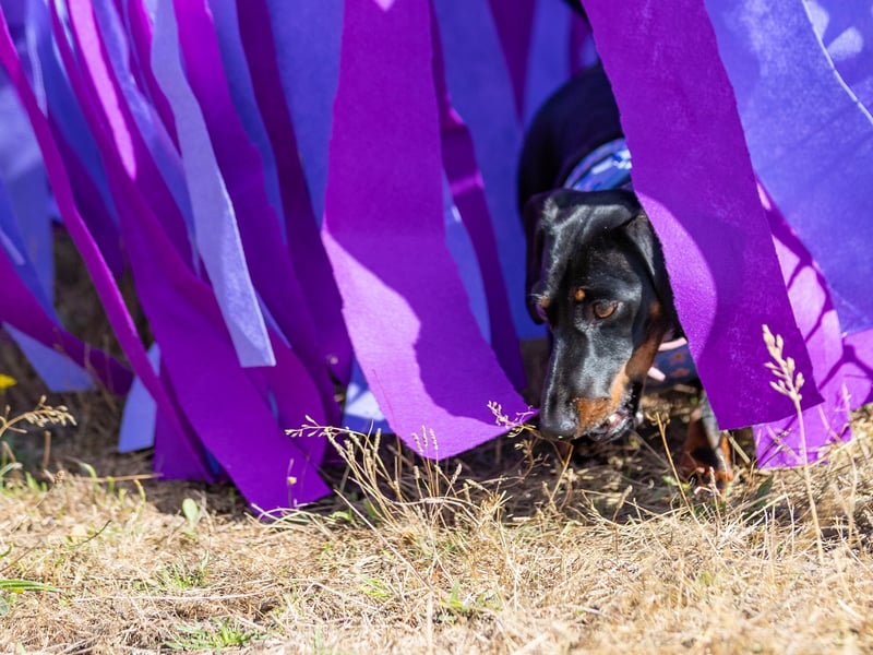 One pup sniffs around  Hampshire Dachs-Fest 2026 