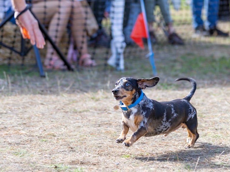 One Daschund goes at full pace at Hampshire Dachs-Fest 2026